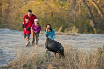 Turkey and family small.jpg